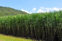 Seme drveća: Šećerna Trska - Saccharum officinarum (25 semenki) Sugar Cane